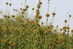 Leonotis nepetifolia